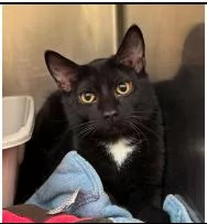 An adult small-sized male Black & White / Tuxedo Domestic Short Hair cat named Kilo for adoption in Plymouth, MN
