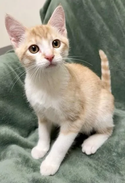 A young medium-sized male Buff & White Domestic Short Hair cat named Milo for adoption in Miller Beach, IN