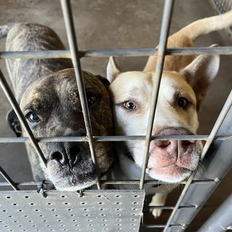 A senior large-sized male Brindle Mixed Breed dog named Leeroy for adoption in Sarasota, FL