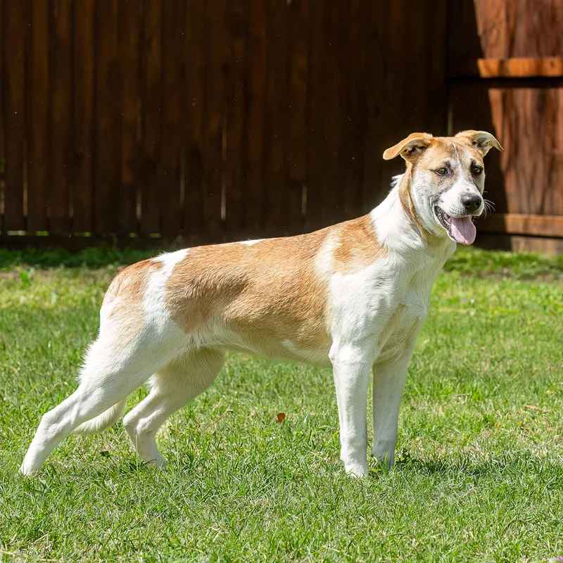 A young medium-sized female White / Cream American Staffordshire Terrier dog named Bingo for adoption in Tomball, TX
