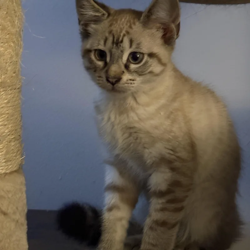 A baby medium-sized male Domestic Short Hair cat named Diego for adoption in Hamilton, NJ