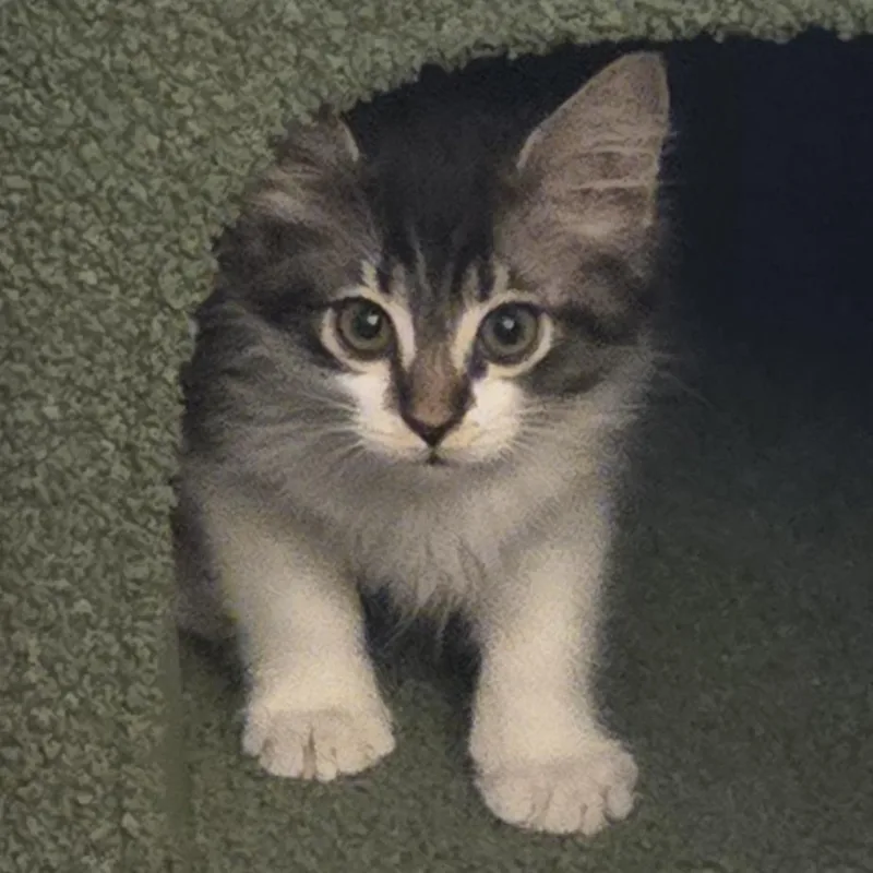 A baby small-sized male Black Domestic Medium Hair cat named Harley for adoption in Phoenix, AZ