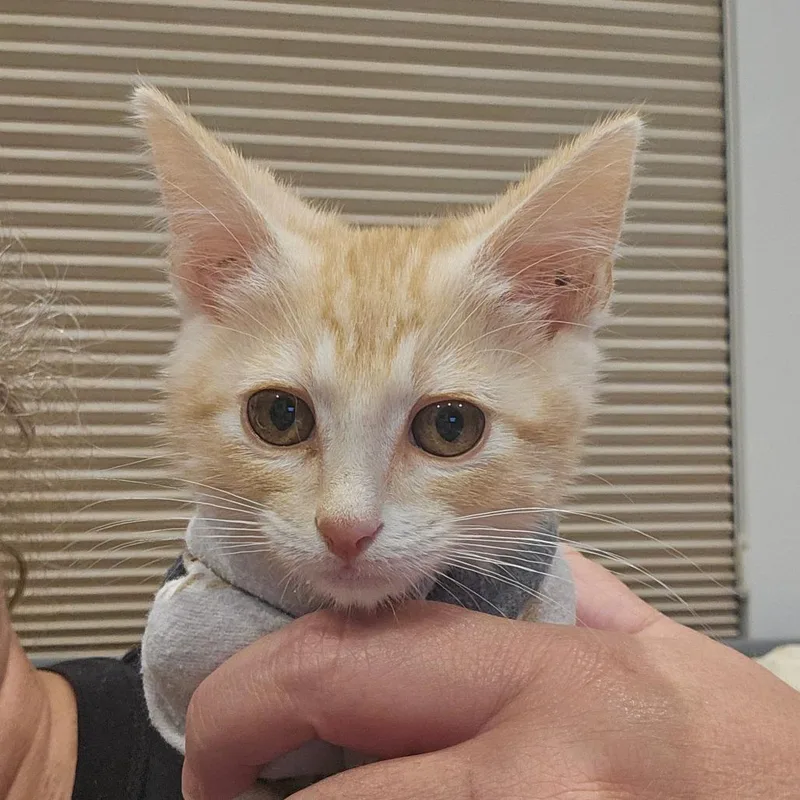 A baby small-sized male Orange / Red Domestic Short Hair cat named Copper Moon for adoption in Eagle Mountain, UT