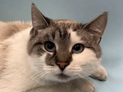 An adult small-sized male Domestic Short Hair cat named Marshmallow for adoption in Woodbury, MN