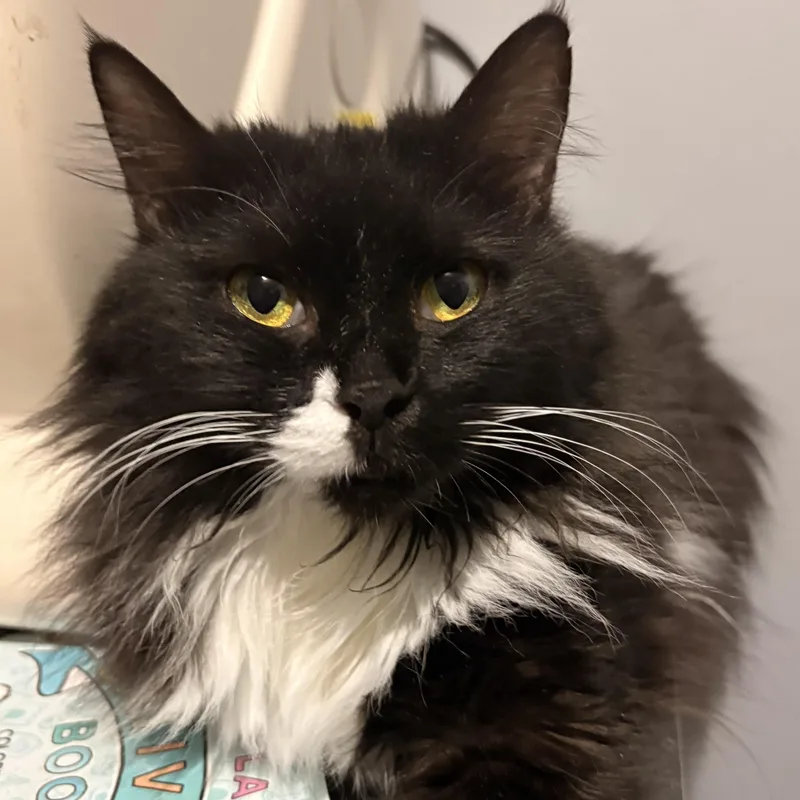 An adult medium-sized male Black & White / Tuxedo Persian cat named Moustache for adoption in Austintown, OH
