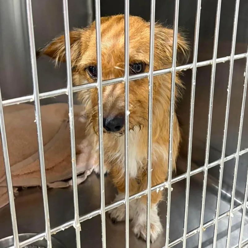 An adult small-sized male Yellow / Tan / Blond / Fawn Terrier dog named Reptar for adoption in Houston, TX
