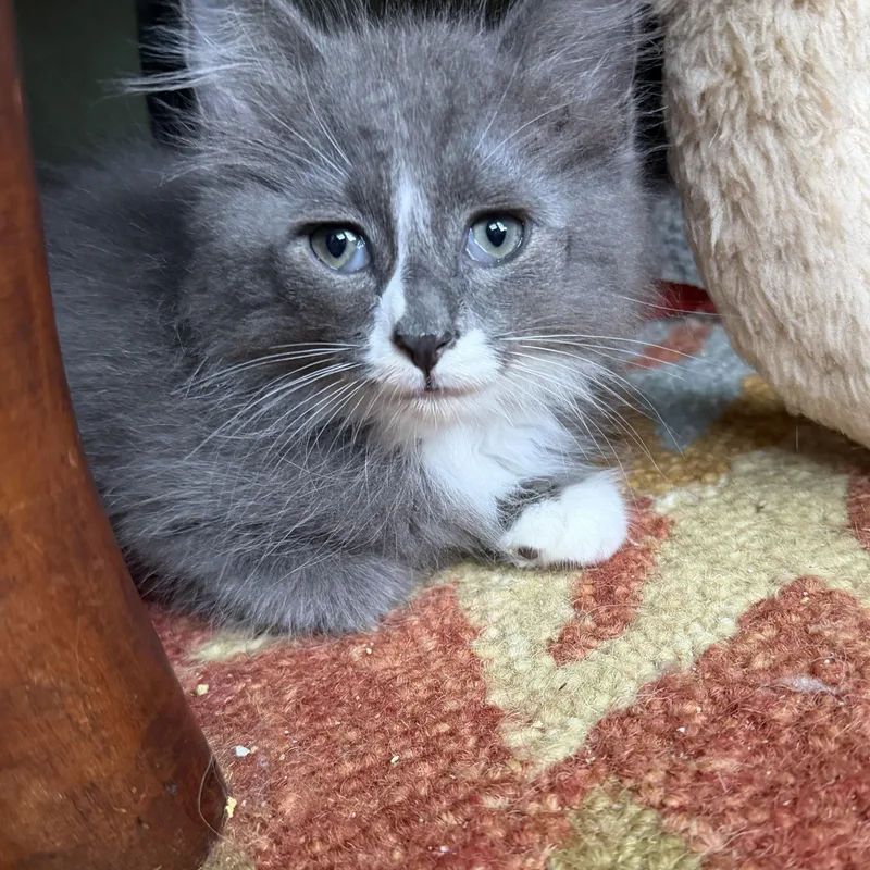 A baby large-sized male Gray & White Domestic Long Hair cat named Lentil for adoption in East Hartford , CT