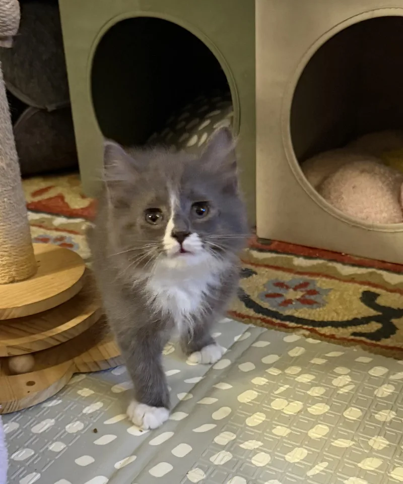 Lentil thumbnail 2