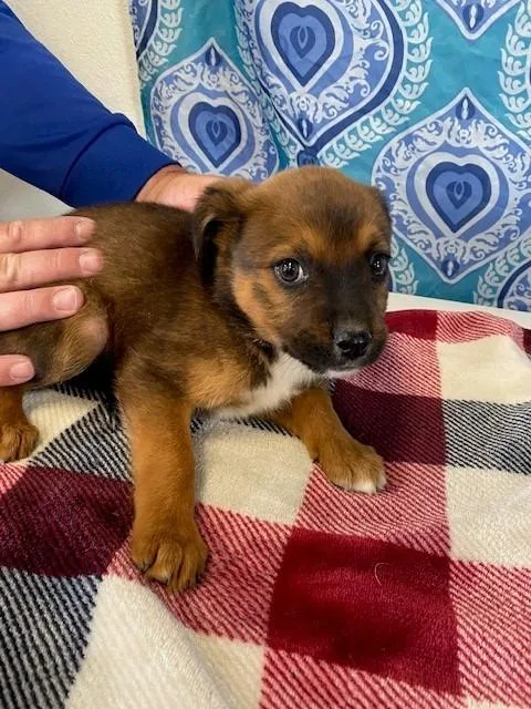 A baby small-sized female Shepherd dog named Tootsie Roll for adoption in Moriarty, NM