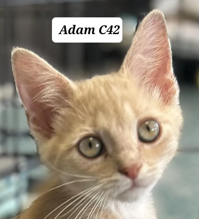 A baby medium-sized male Tabby (Buff / Tan / Fawn) Domestic Short Hair cat named Adam for adoption in Morganton, NC