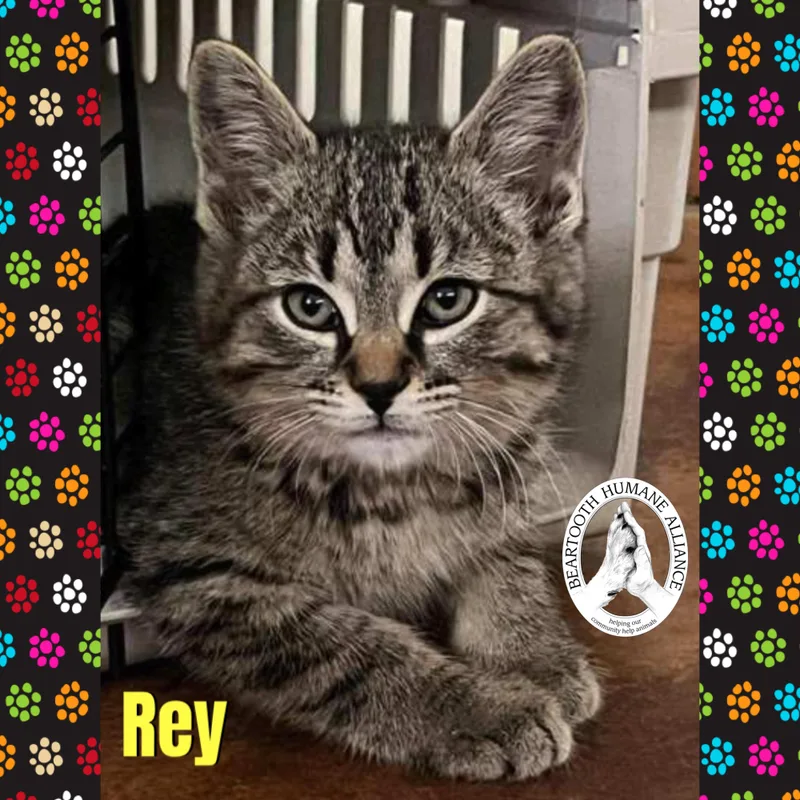 Rey