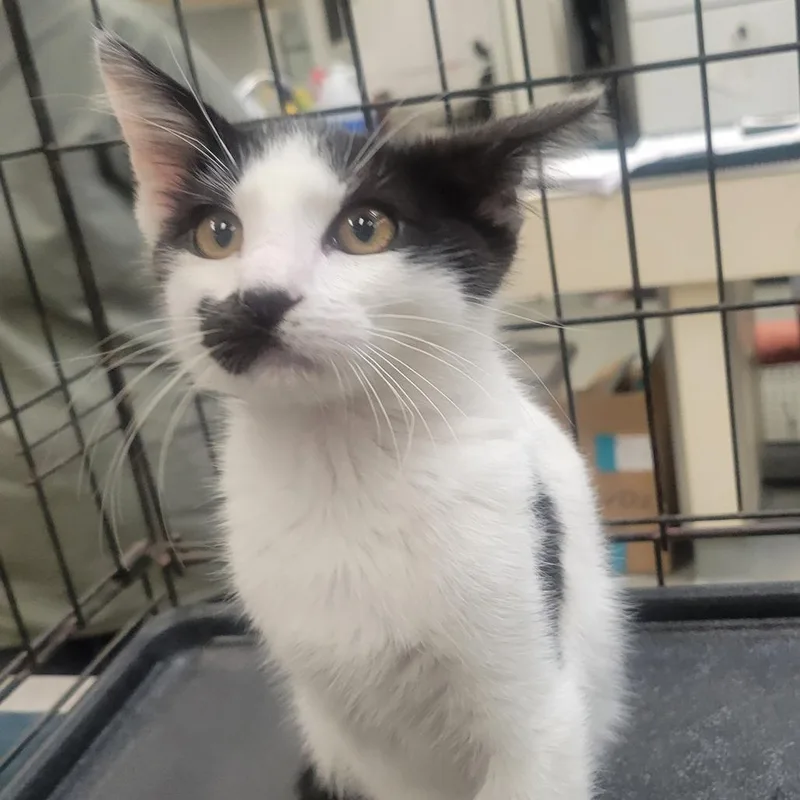A baby small-sized male White Domestic Short Hair cat named Text Me Maybe for adoption in Westminster, CA