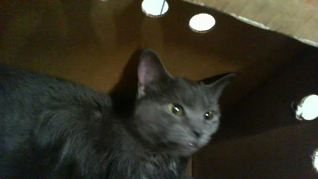 A young large-sized female Domestic Short Hair cat named Velvet for adoption in Charlotte, NC