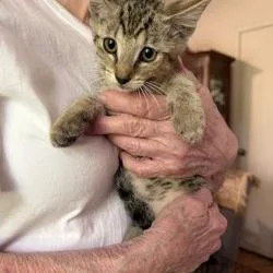 A baby small-sized female Cream / Ivory Domestic Short Hair cat named Junie for adoption in West Palm Beach, FL