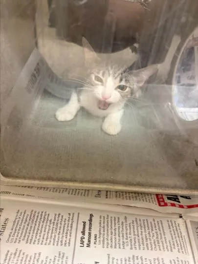 A baby small-sized female Domestic Short Hair cat named Lily for adoption in Texas City, TX