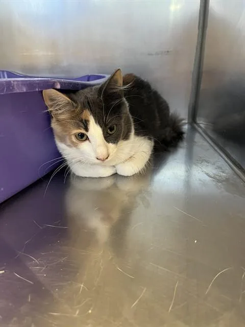 A baby small-sized female Domestic Medium Hair cat named Pebble A for adoption in San Andreas, CA
