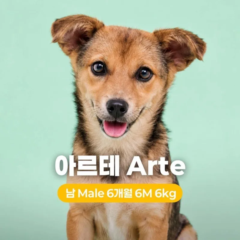 A young small-sized female Brown / Chocolate Jindo dog named Arte for adoption in Northbrook, IL