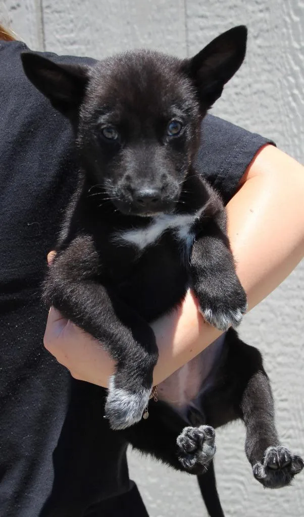 A baby medium-sized female Cattle Dog dog named Julep for adoption in Vacaville, CA