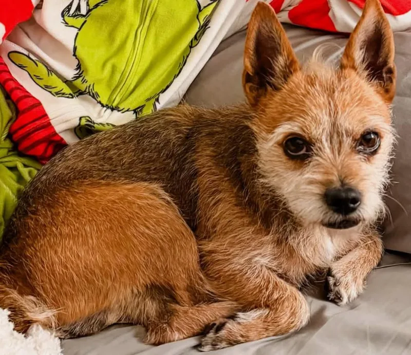An adult small-sized male Apricot / Beige Yorkshire Terrier dog named Jaxx for adoption in Homewood, IL