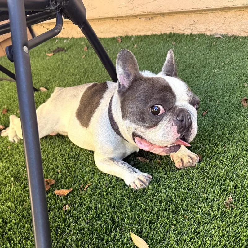 An adult small-sized male White / Cream French Bulldog dog named Buster for adoption in Oceanside, CA