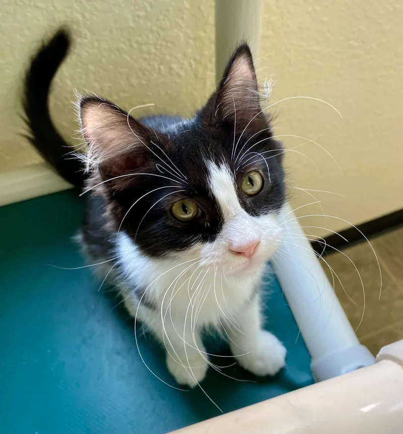 A young medium-sized female Black & White / Tuxedo Domestic Long Hair cat named Pasta Salad for adoption in Fargo, ND