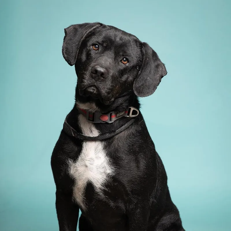 An adult large-sized female Black Labrador Retriever dog named Honey Bun for adoption in West Jefferson, OH