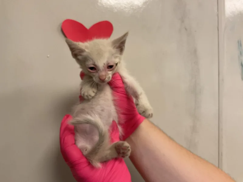 A baby small-sized male Domestic Short Hair cat named Piggy for adoption in Ontario, CA