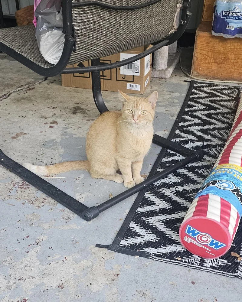 An adult medium-sized female Orange / Red Domestic Short Hair cat named Reba for adoption in Logan, OH
