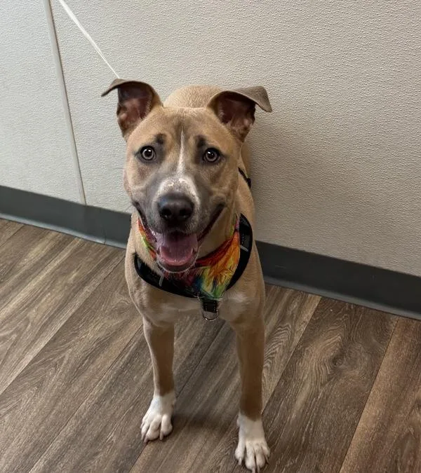 A young medium-sized male Pit Bull Terrier dog named Boots Mcphearson for adoption in San Diego, CA