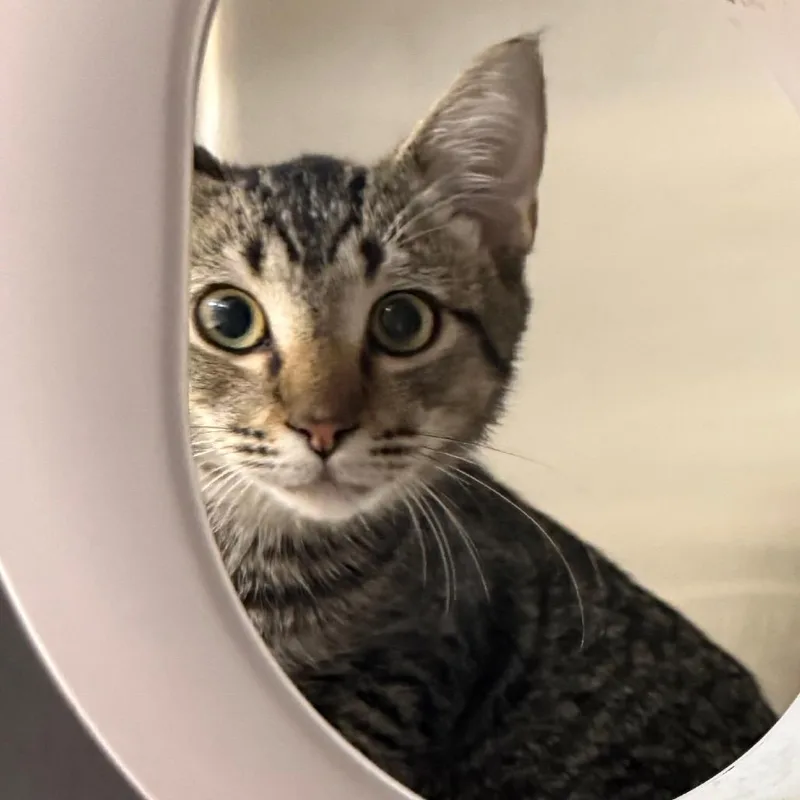 A young medium-sized male Domestic Short Hair cat named Cherry for adoption in Winston-Salem, NC