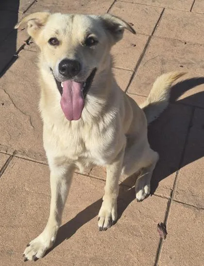 An adult medium-sized male Labrador Retriever dog named Outkast for adoption in Shreveport, LA