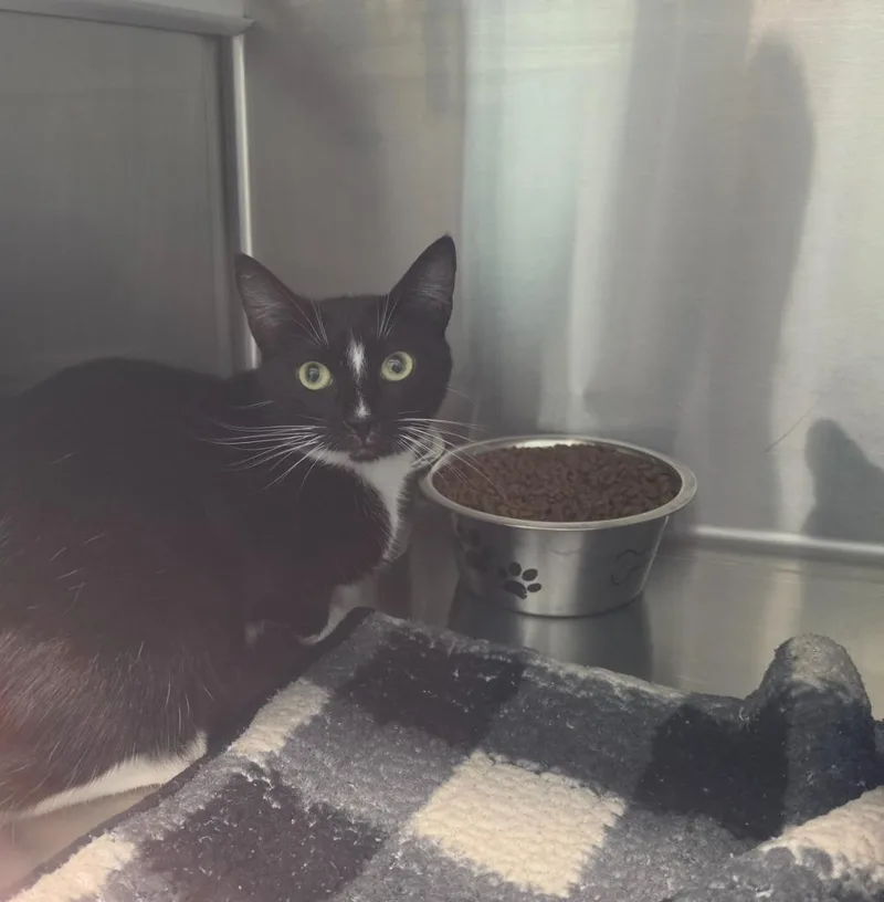 A young medium-sized female Domestic Short Hair cat named Mrs. Puff for adoption in Athens, TN