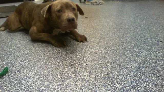 A young medium-sized male Pit Bull Terrier dog named Felix for adoption in Charlotte, NC