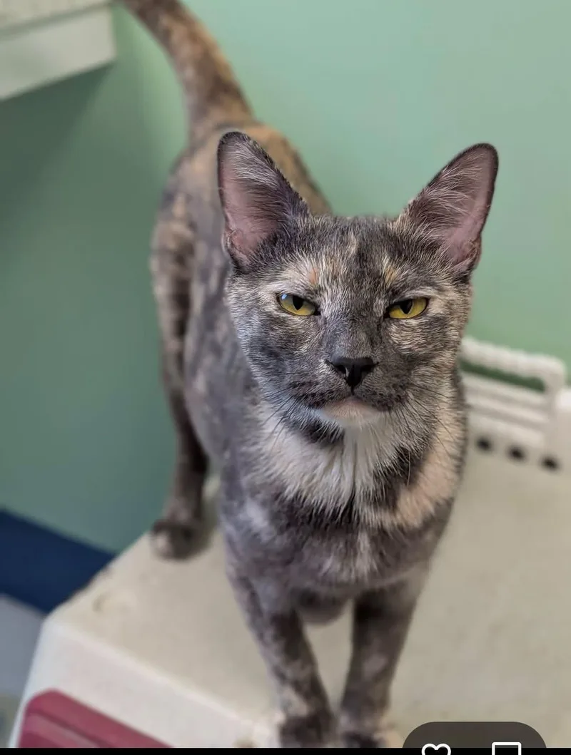 An adult medium-sized female Dilute Tortoiseshell Domestic Short Hair cat named Princess for adoption in Milton, MA