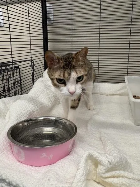 A young small-sized female Domestic Short Hair cat named Mrs Pelico for adoption in Stratham, NH