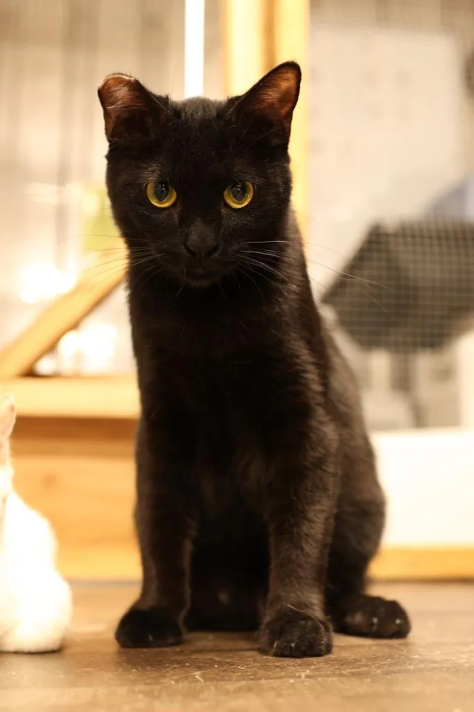 A young medium-sized male Black Domestic Short Hair cat named Obsidian for adoption in Mira Loma, CA