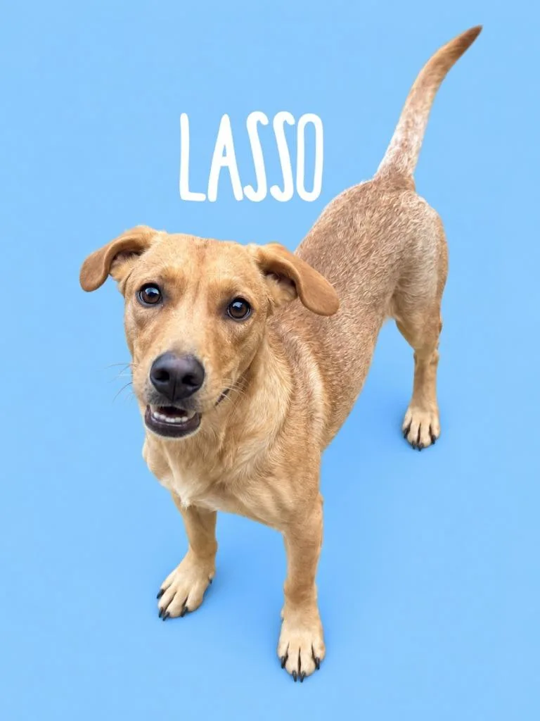 A baby medium-sized male Mixed Breed dog named Lasso for adoption in Rutherfordton, NC