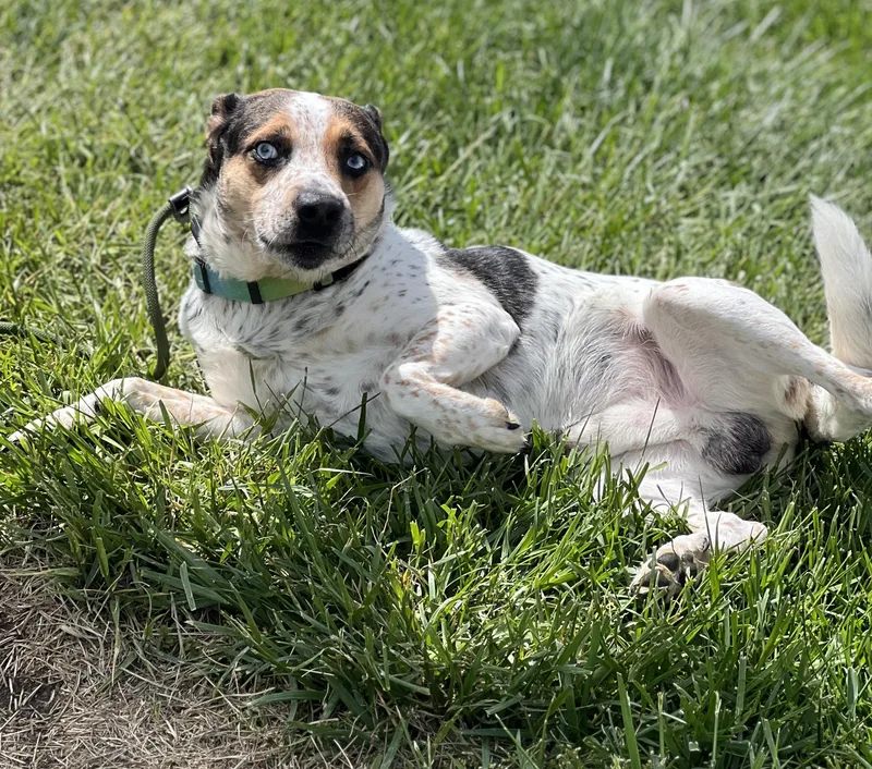 An adult medium-sized male Tricolor (Brown, Black, & White) Australian Cattle Dog / Blue Heeler dog named Oakley for adoption in Sparta, NC