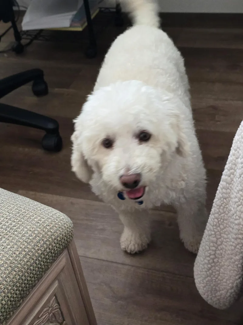 A young small-sized male White / Cream Bichon Frise dog named Bouncy Boba and Mischievous for adoption in Carlsbad, CA