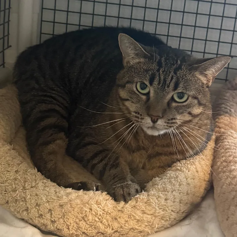 An adult small-sized female Gray / Blue / Silver Domestic Short Hair cat named Mango for adoption in Cedaredge, CO