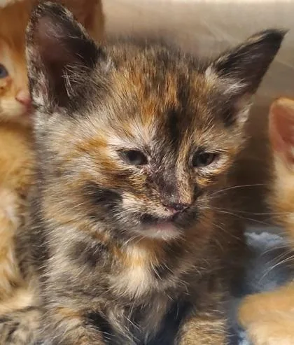 A young large-sized female Domestic Short Hair cat named Beauty for adoption in Kansas City, MO