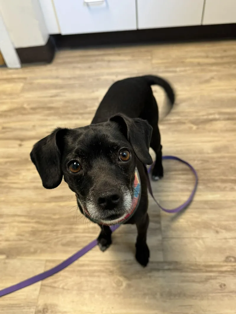 A young medium-sized female Mixed Breed dog named Fiona for adoption in Shelburne, VT