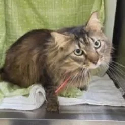An adult large-sized male Brown / Chocolate Domestic Medium Hair cat named Jaymack for adoption in Williston, FL