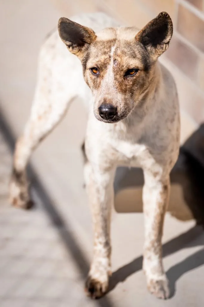 Shinjuku thumbnail 5