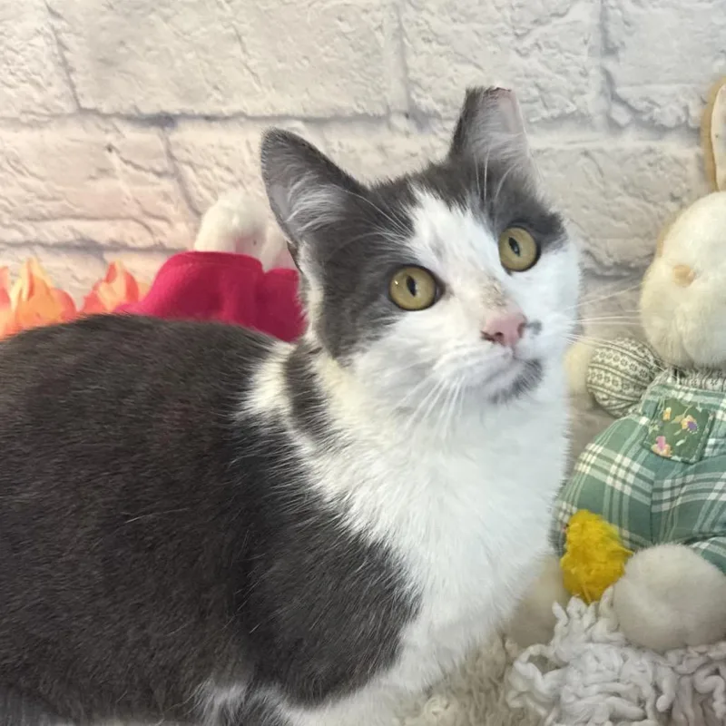 A young medium-sized female Gray / Blue / Silver Domestic Short Hair cat named Opal for adoption in Harrisonburg, VA