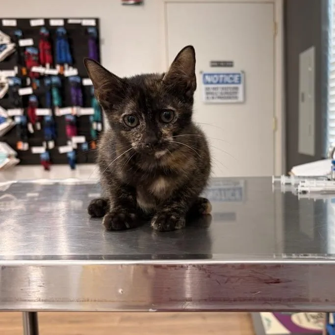 A baby small-sized female Tortoiseshell Domestic Short Hair cat named Unicorn for adoption in Livingston, TX
