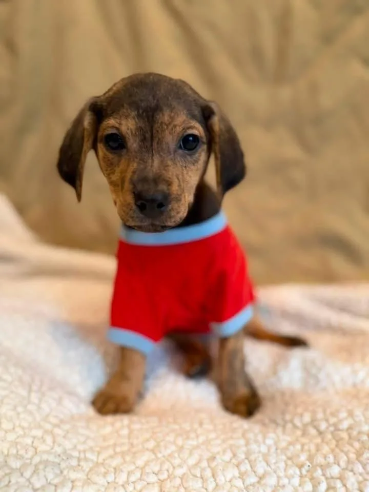 A baby medium-sized male Brown / Chocolate Mixed Breed dog named Tribe for adoption in Scranton, PA