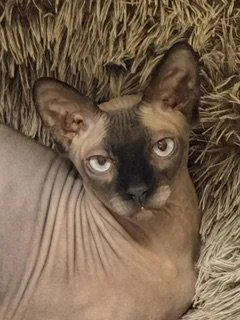 An adult medium-sized male Sphynx / Hairless Cat cat named Khonsu for adoption in Oakland Park, FL