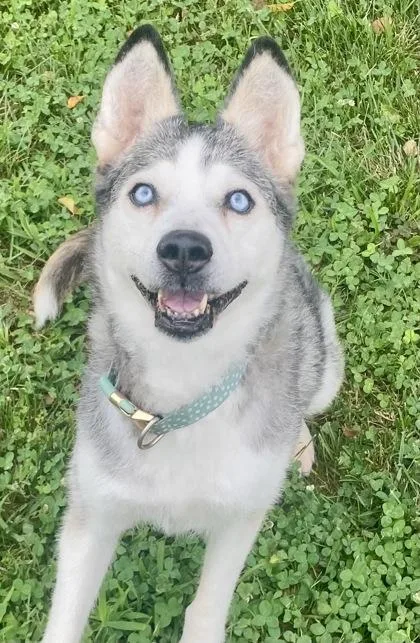 An adult large-sized female White / Cream Husky dog named Daisy for adoption in Glasgow, KY
