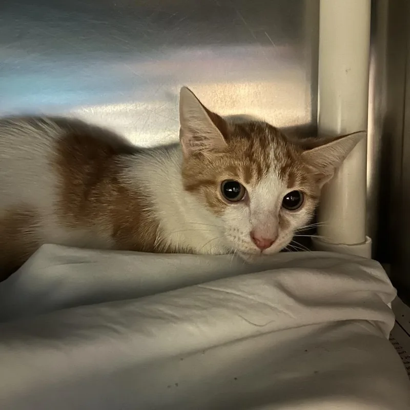 A baby small-sized female White Domestic Short Hair cat named Finish Line for adoption in Charlottesville, VA